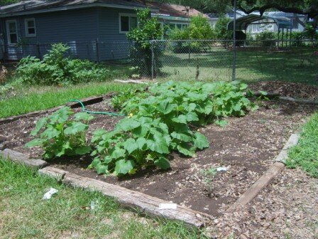 Check Out the Tomato in the Front Corner