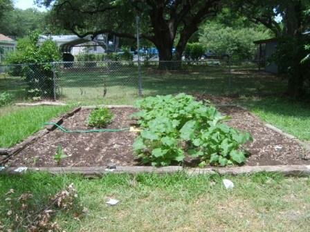Squash And Green Beans Doing Well
